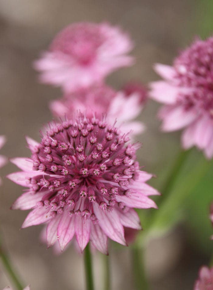 Dutch-Quality-Gardens-hovenier-gezocht