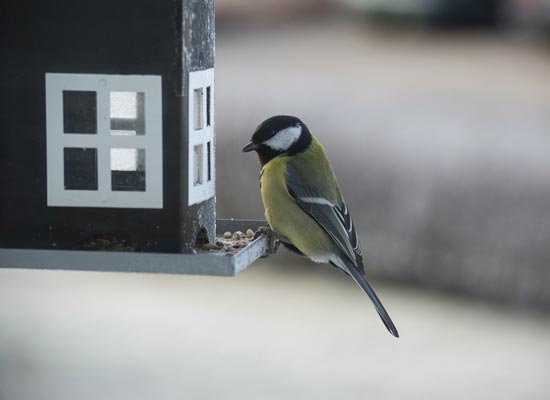 Voertips Vogels In Je Tuin