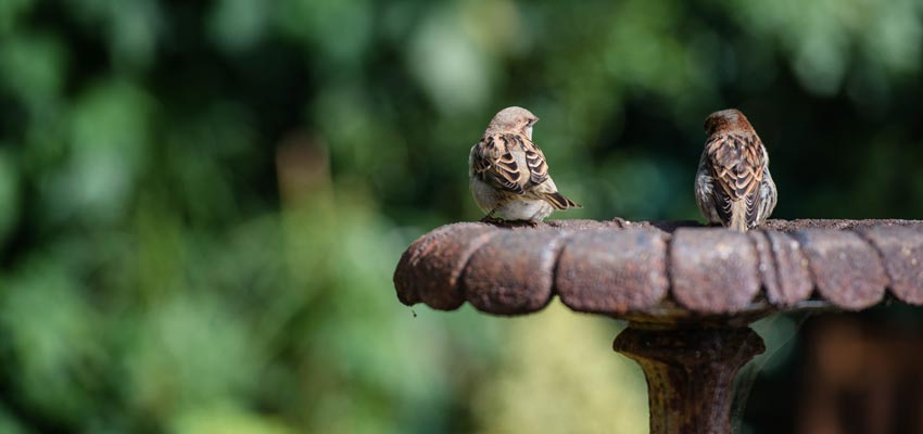 Vogels In Je Tuin Tips