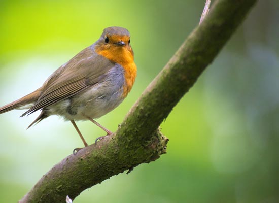 Vogels In Je Tuin Video