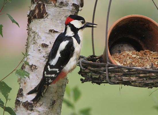 Vogels In Je Tuin Voertips