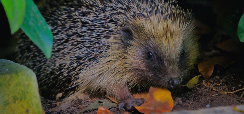 Wintertuin Zorgen Voor Egels