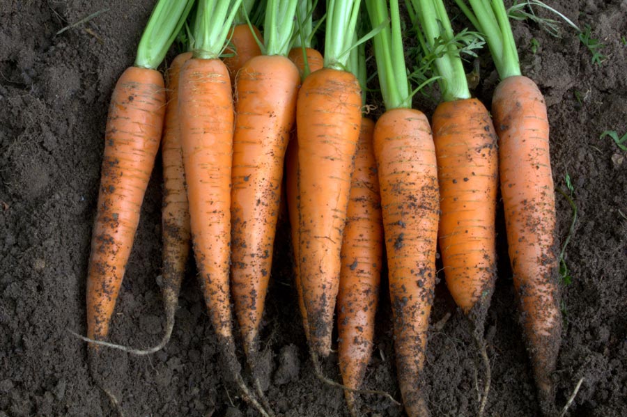 eten uit je moestuin wortels