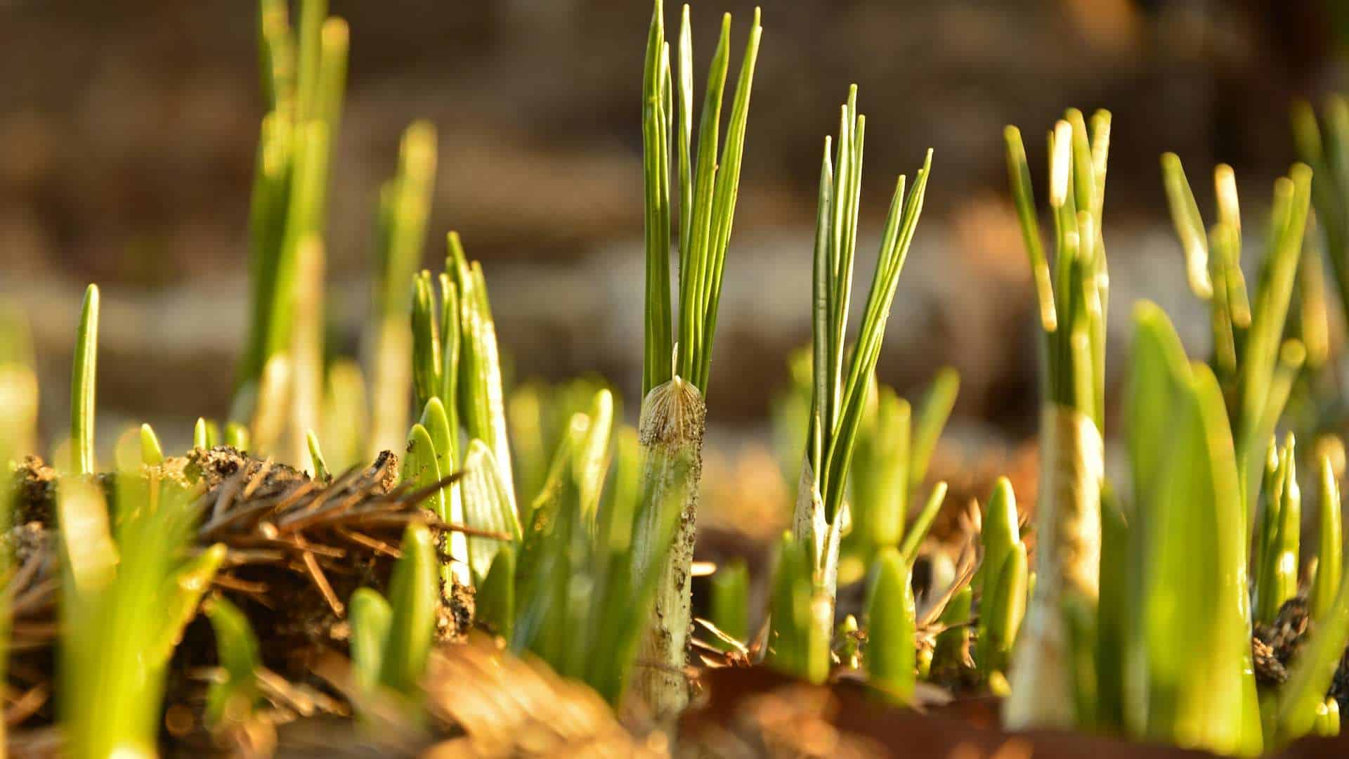 Plant nu bloembollen en geniet in het voorjaar van kleur in de tuin