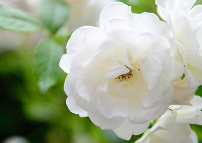 Dutch Quality Gardens Visio Vireo Klassieke Romantische Tuin In Roosendaal 2