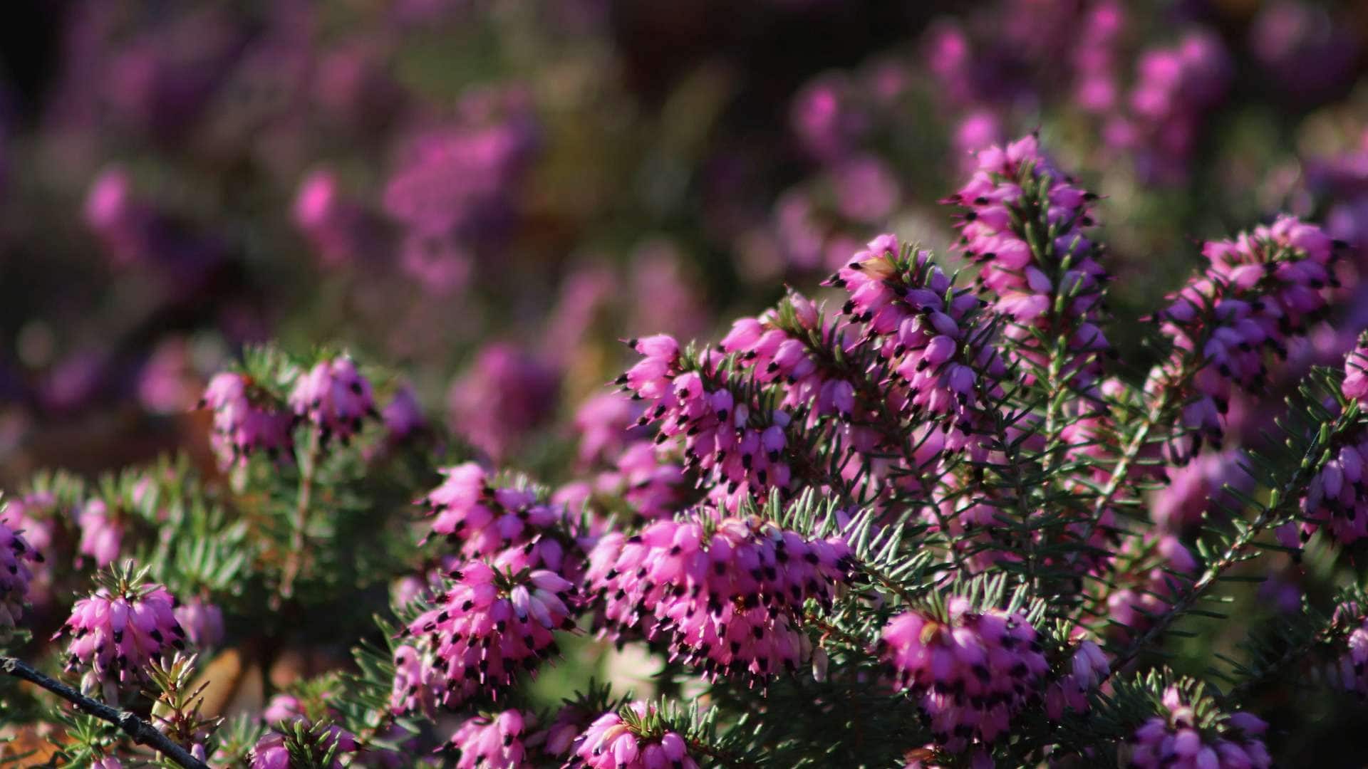 Erica plant: tuinplant van de maand Januari