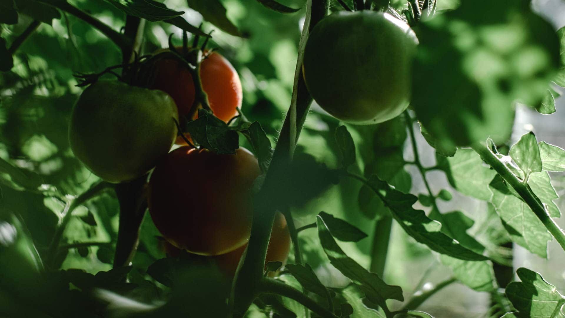 Eten uit je tuin? Je eigen kruiden- & moestuin
