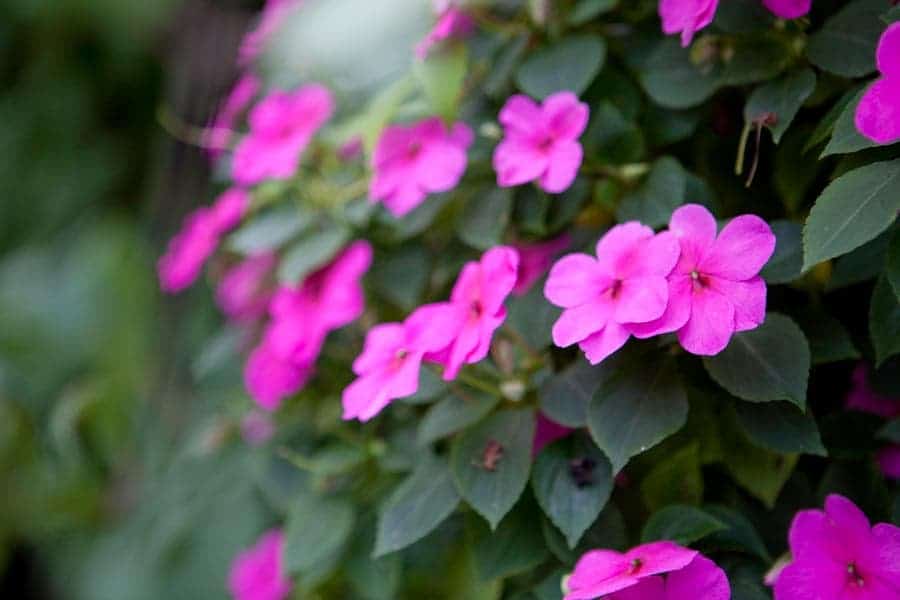 Verticale tuinen: de ideale oplossing voor saaie muren