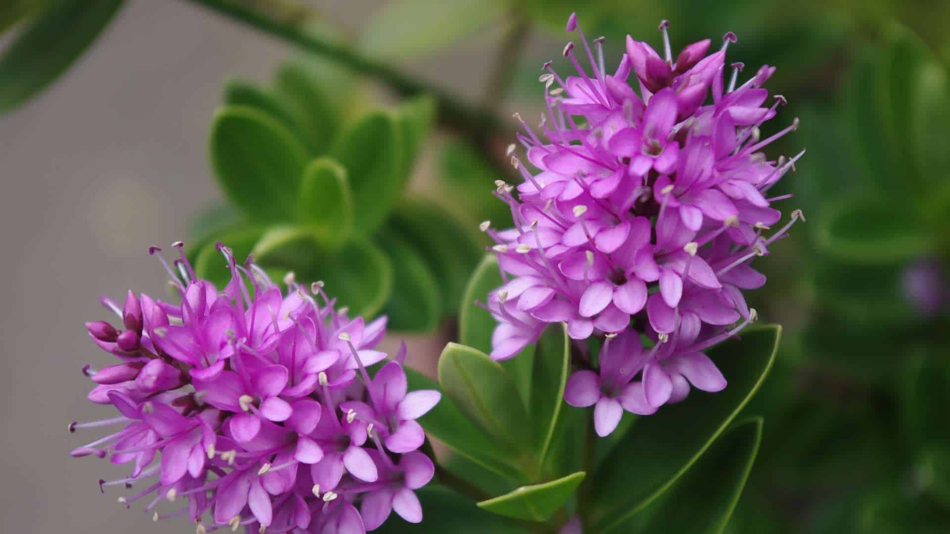 Geef je tuin een oppepper met een Hebe plant