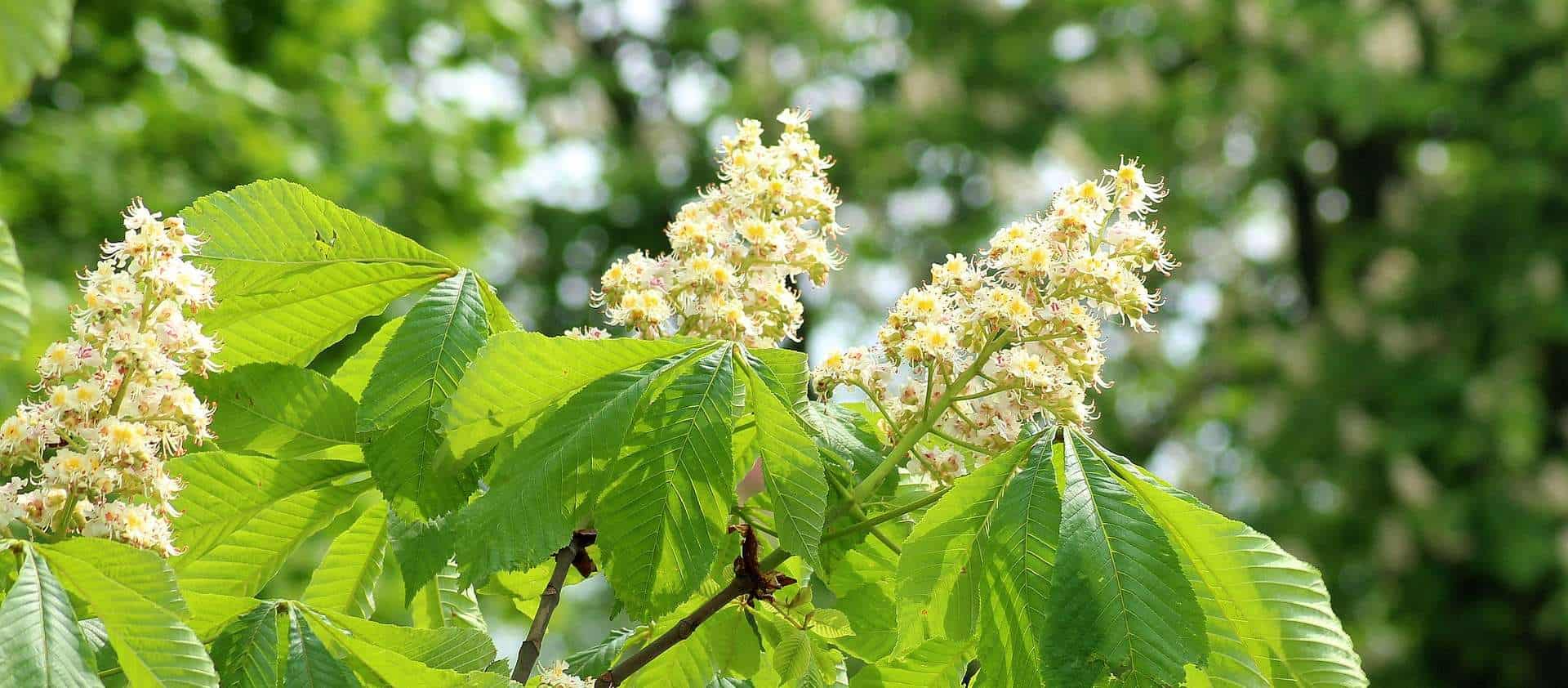 Kastanjemineermot zorgt voor vroege bladval bij kastanjes