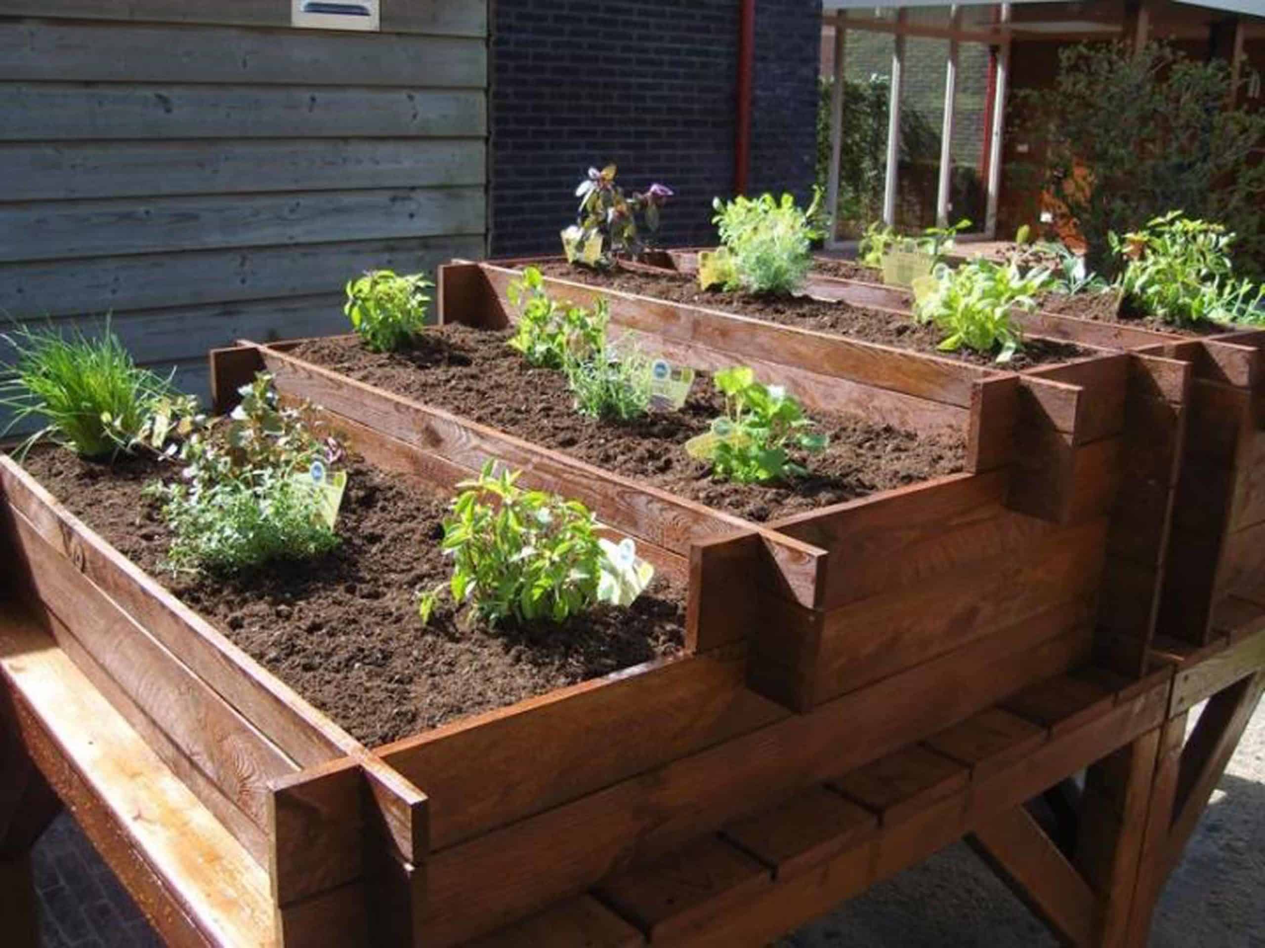 Kruidentuin: De 6 meest gebruikte meerjarige kruiden