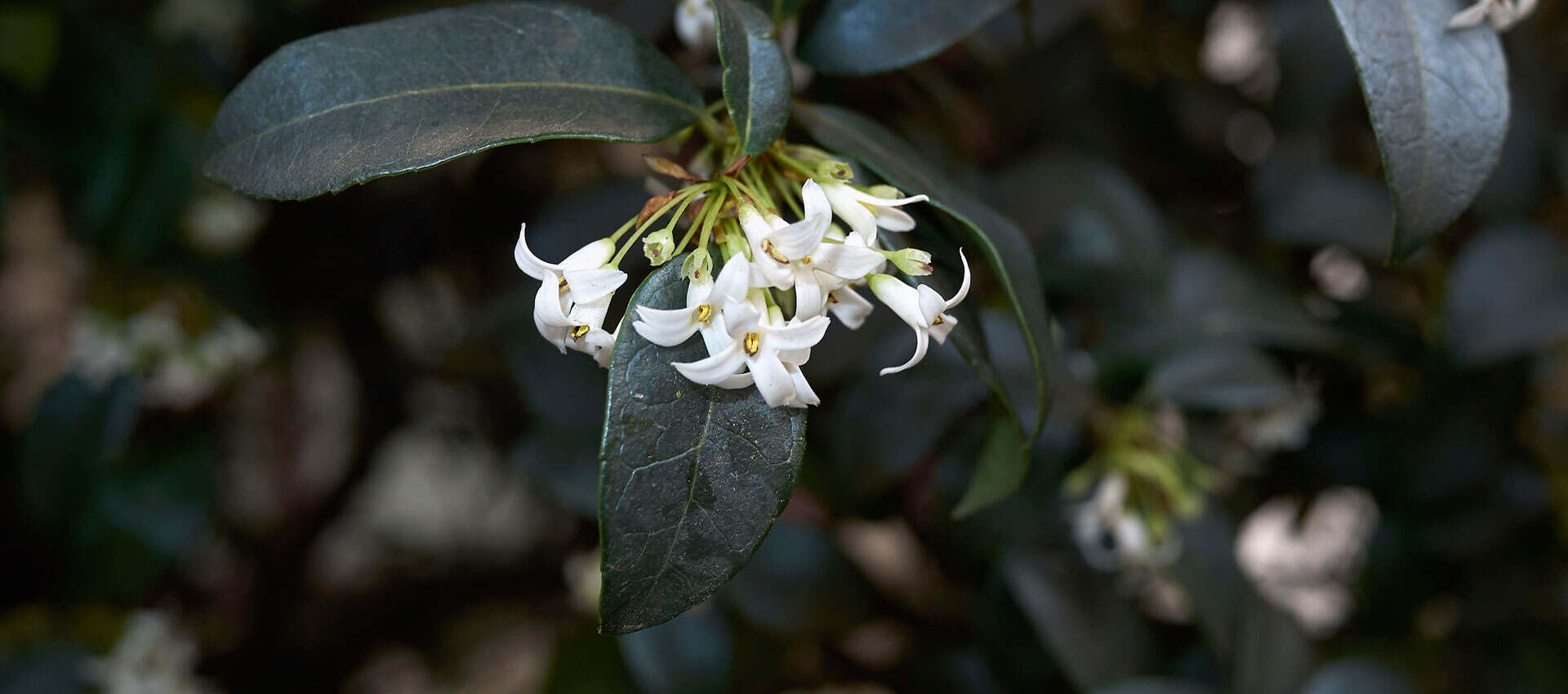Schijnhulst (Osmanthus) – Verzorging en snoeitips