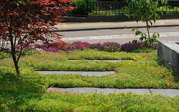 Sedummatten voor in de tuin