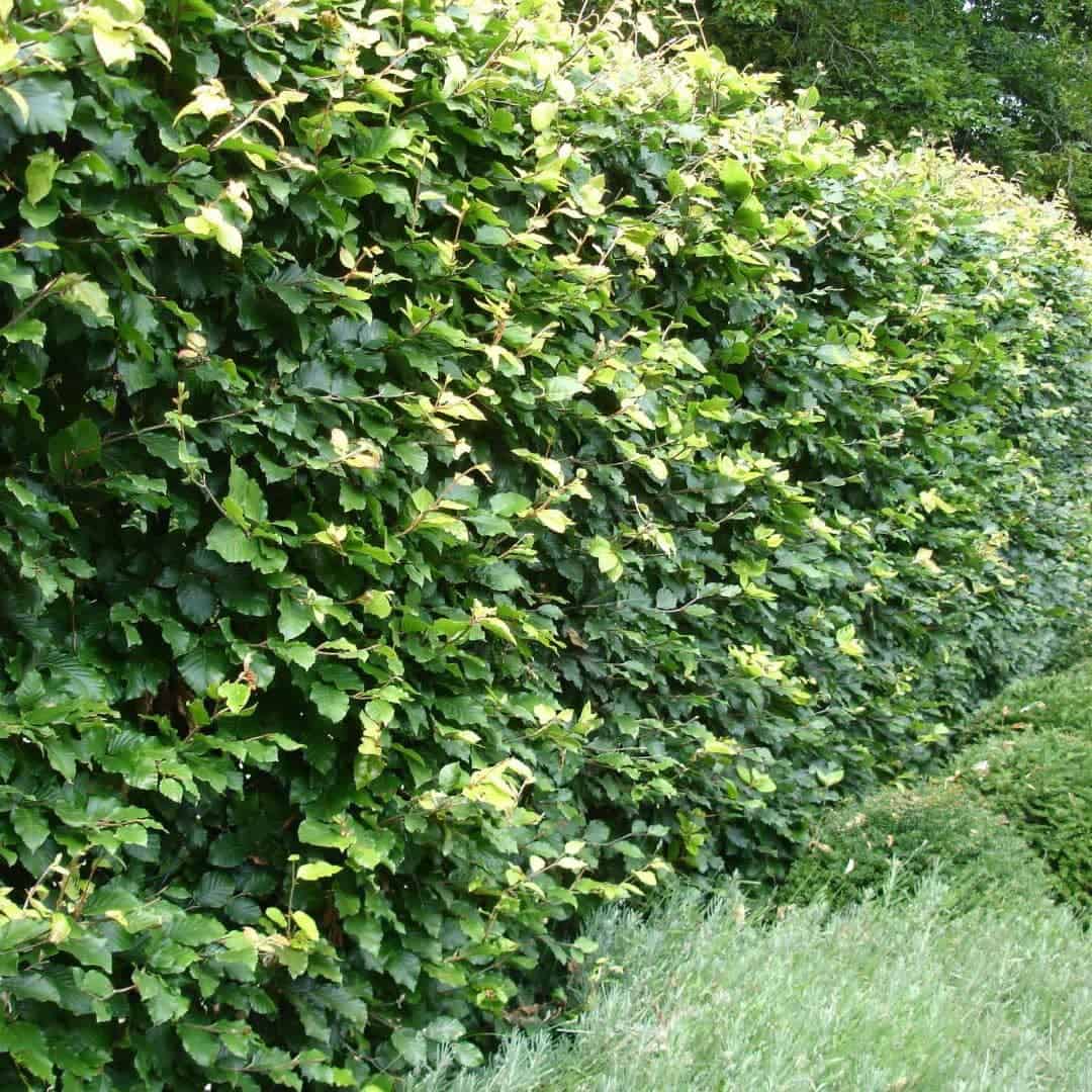 Je beukenhaag of haagbeuk snoeien