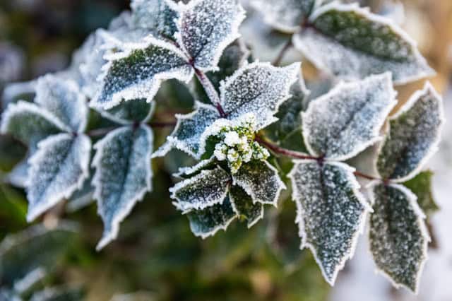 6 praktische tips om je tuin winterklaar te maken
