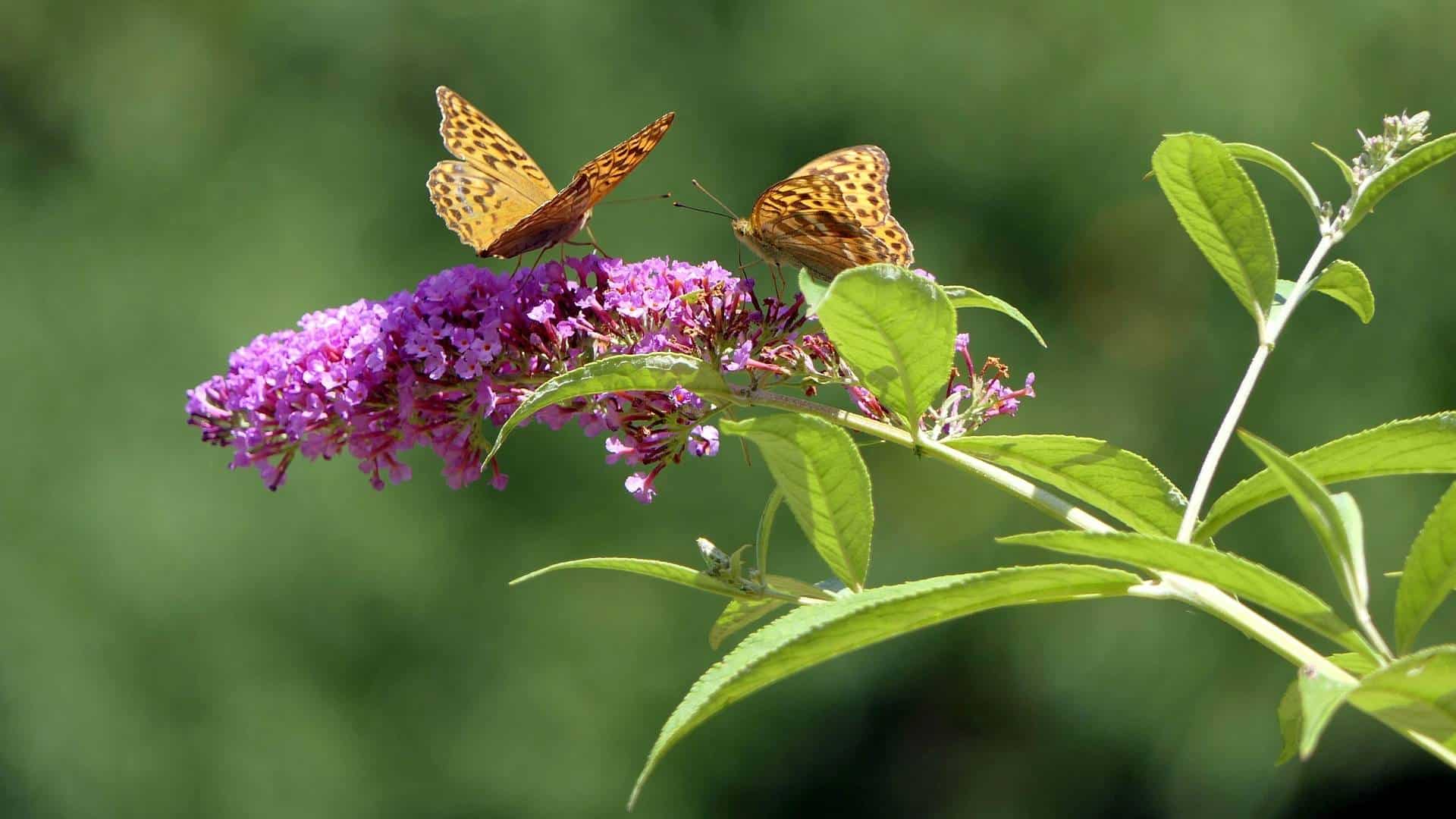 Vlinderstruik: een sieraad in de tuin