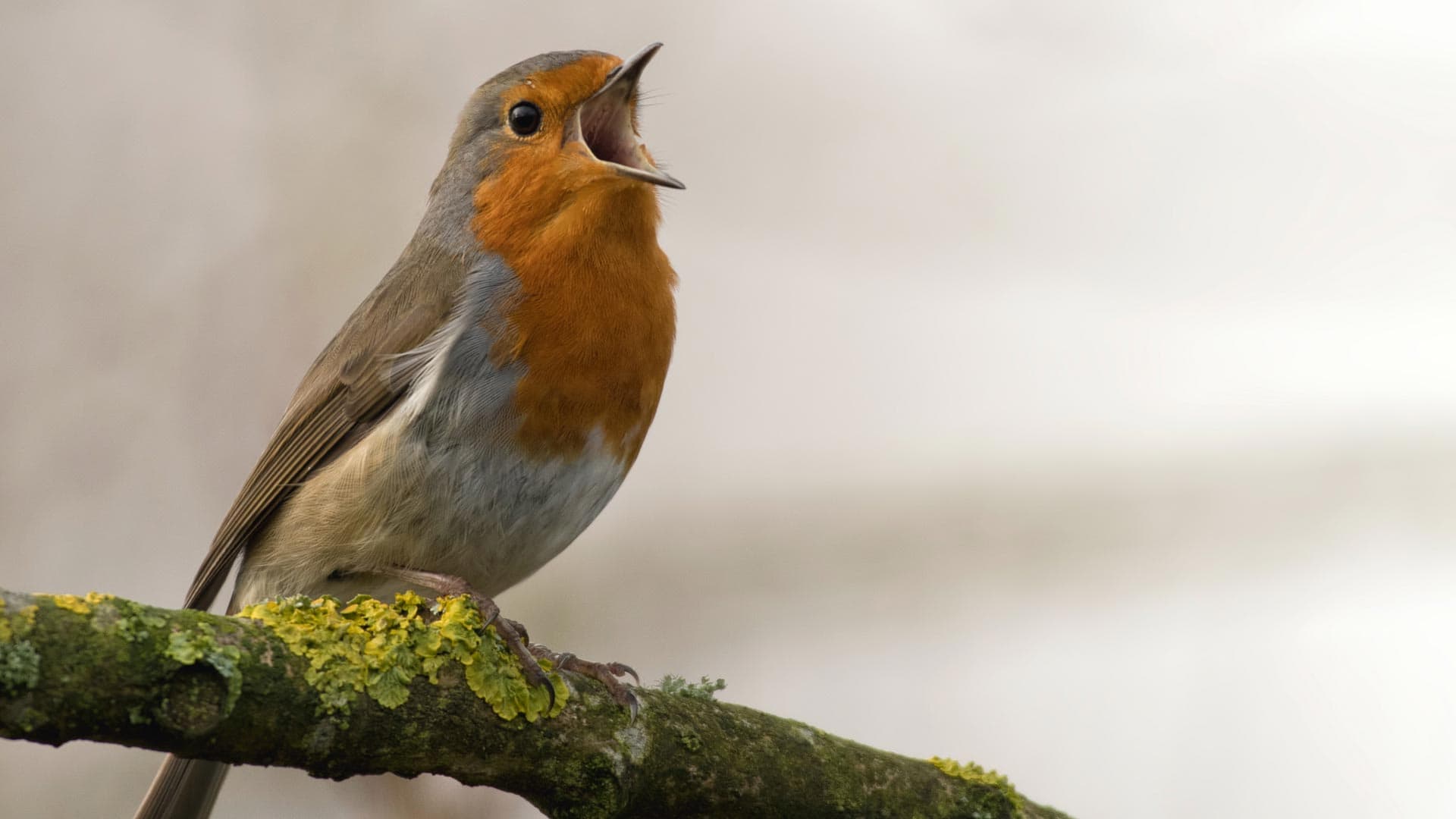 Heb je graag vogels in je tuin? 5 tips voor een vogelvriendelijke tuin