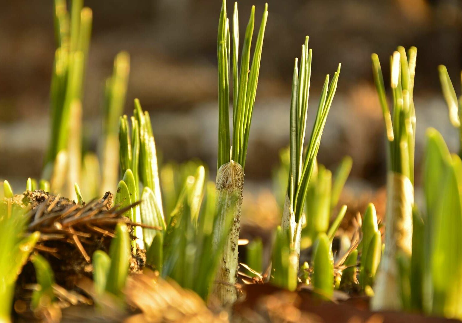 Bloembollen Planten