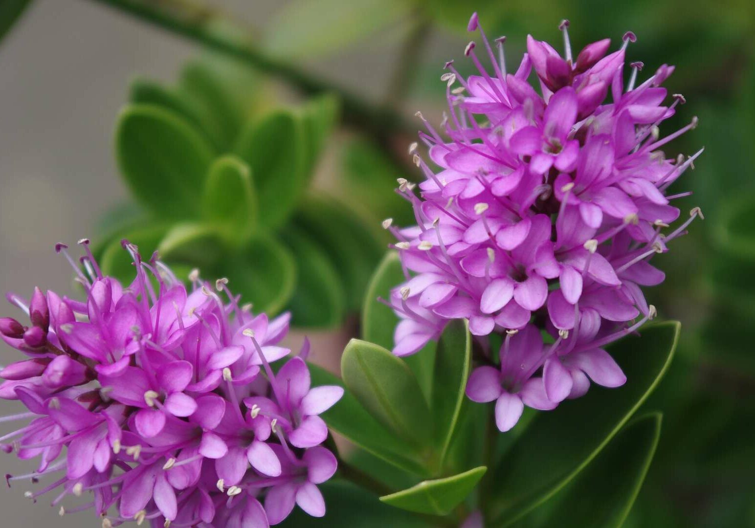 Hebe Plant Een Oppepper Voor Je Tuin