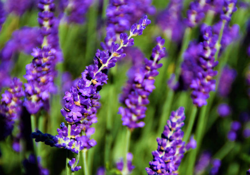 Moderne Tuin Bloembak Mocking Hoveniers 2 Moderne Tuin Bloembak Mocking Hoveniers 2