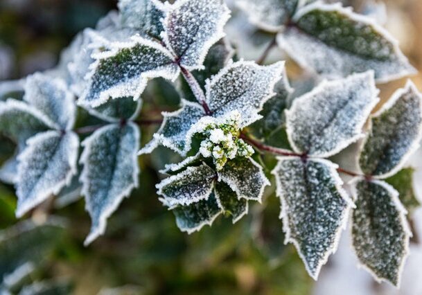 Tuin Winterklaar Maken Tips Dutch Quality Gardens