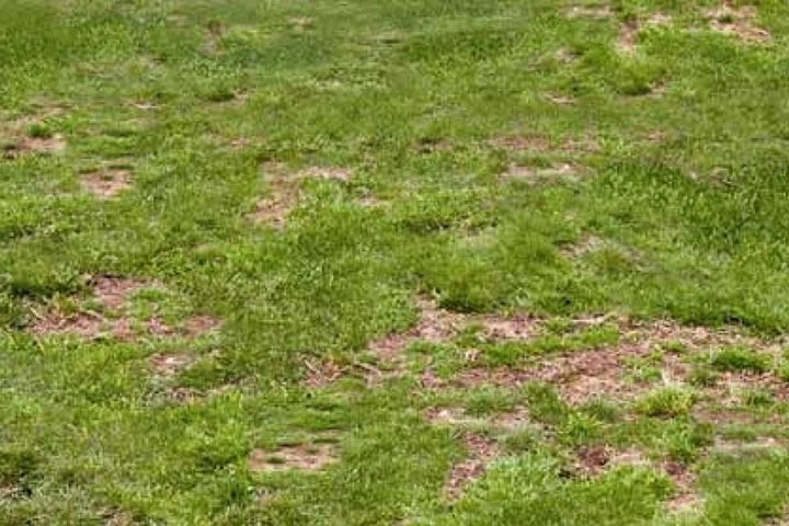 Engerlingen in het gazon