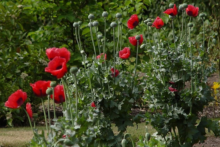 Papaver somniferum