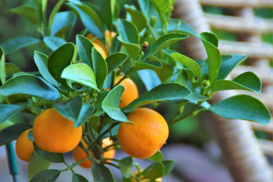 Citrusbomen: een permanent vakantiegevoel op je terras